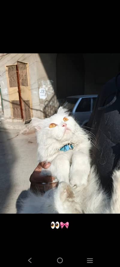 Persian cat triple coat