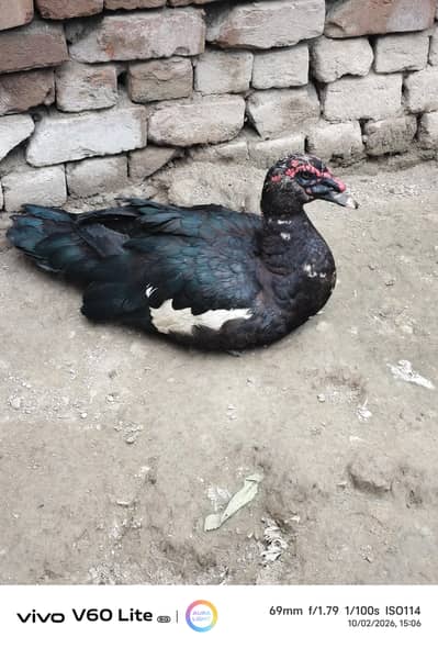 Muscovy ducks pair for sale