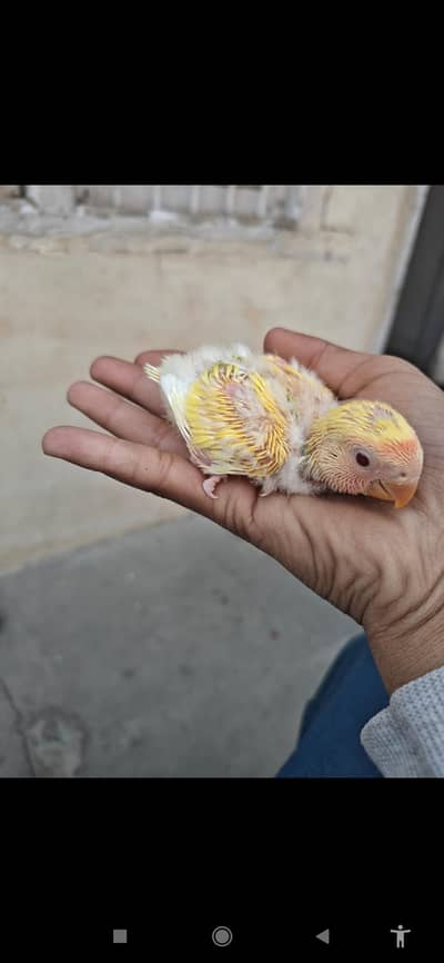 komal Latino ka ek baccha sale Faisalabad hunting karne ke liye