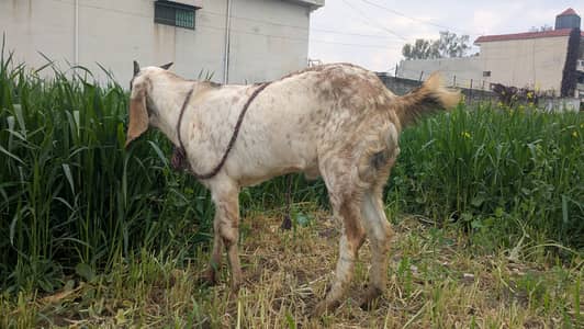 Beetal (cross mix) ,  Fit for qurbani