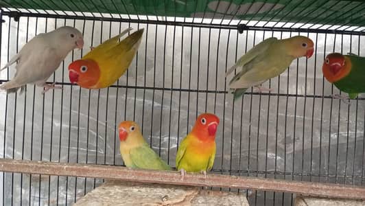 Simple Visual Palefellows, split palefellow, lutino