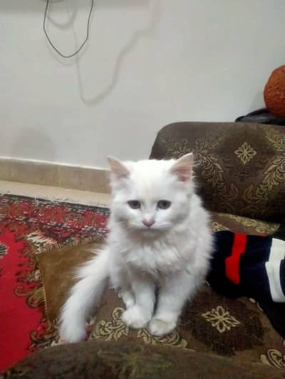 White  Persian cat for sale.