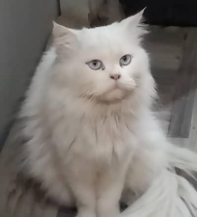 triple coated male breeder cat