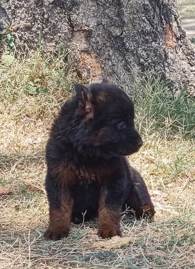 German shepherd | male Puppy | Dog for sale | Long coat