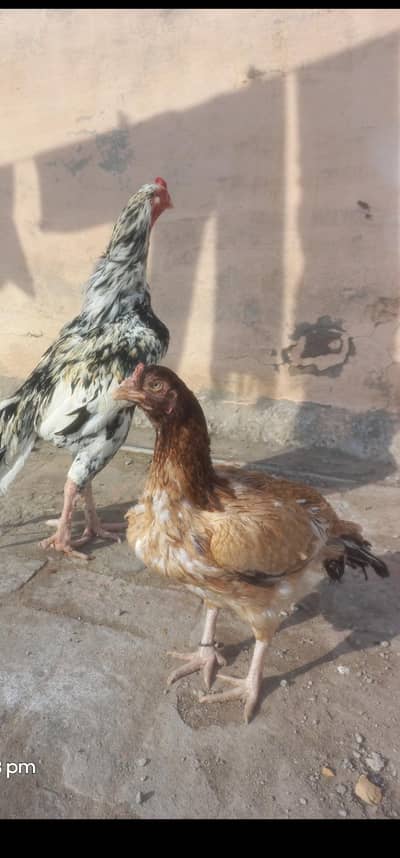 aseel murgi for sale 03115981003