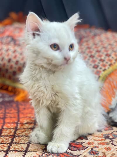 female cat available white colour contact what’sapp 03400729176
