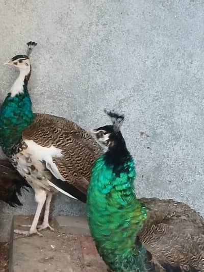 Peacock  4 Male blak blu shoulder fir sell