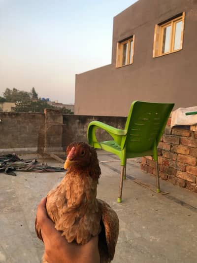 Pure Mianwali Lakha Aseel for Sale