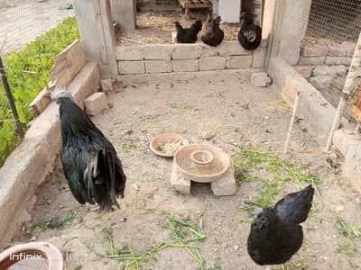 ayam  cymani set  of 5 for sale
