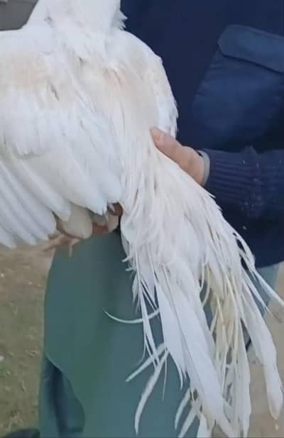 Indian parrot beak long tail