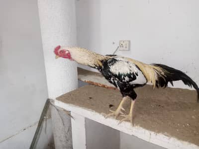 Aseel murga with two hens