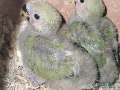 Lovebirds breedar pairs hn  home breed
