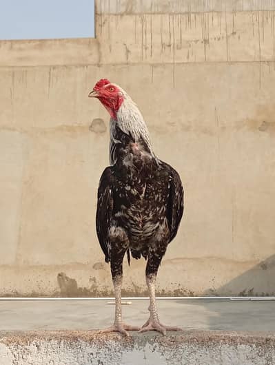 Pure Aseel Jawa Patha Long Height