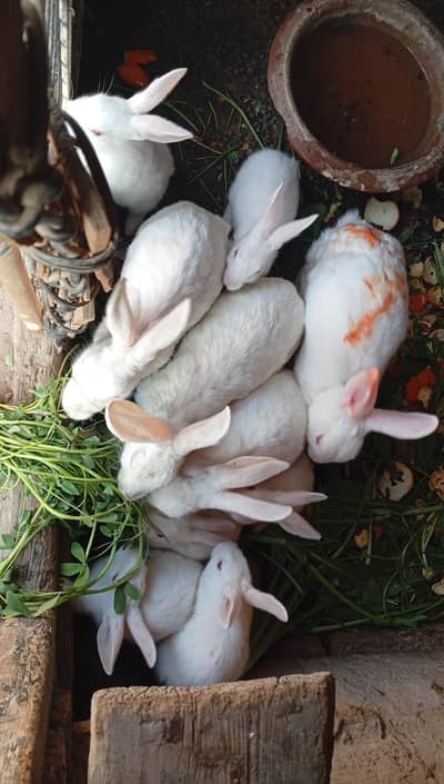 Breeder White red eyes rabbits
