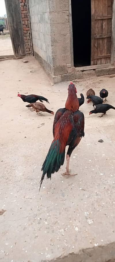 2murghy aur 4murgiun