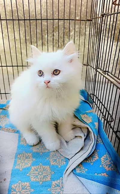 Persian cat for sale my WhatsApp number  0325-15-67-306