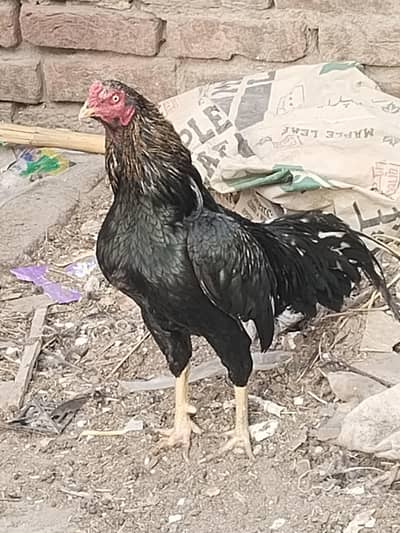 Aseel Murgha Murghi Lasani Thai Mushki