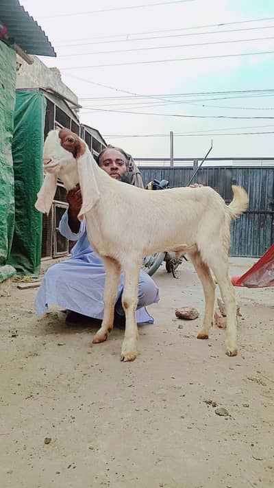 makhi cheena | rajan puri | Bakra | Goat | Male | 2 Dant | بکرا