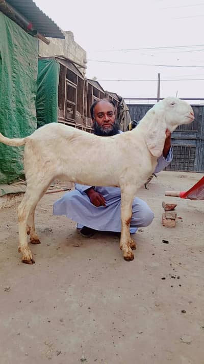 makhi cheena | rajan puri | Bakra | Goat | Qurbani | 2 Dant | بکرا