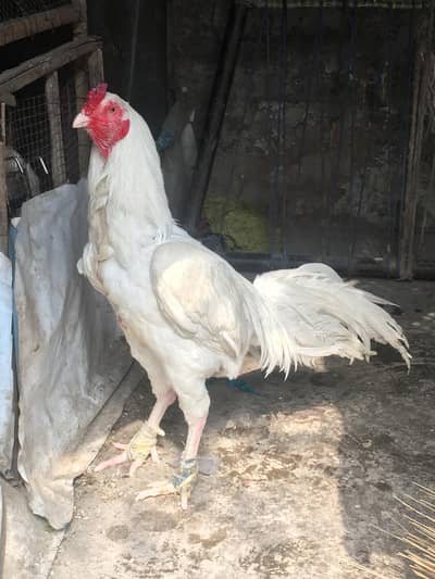 Heera Breeder male/ Heera Aseel /Heera Murgha /White Aseel /Aseel Murg
