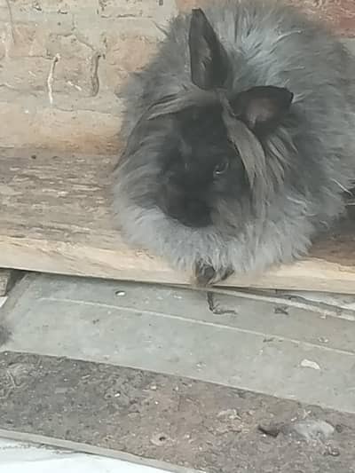 Angora Rabbit /Fancy Rabbit/ English Angora Female