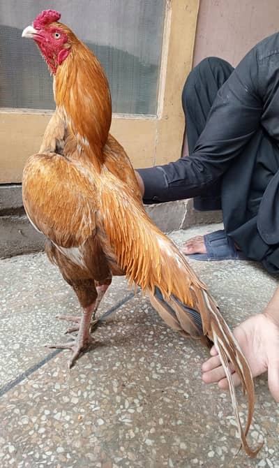 aseel murga peela 03498200770