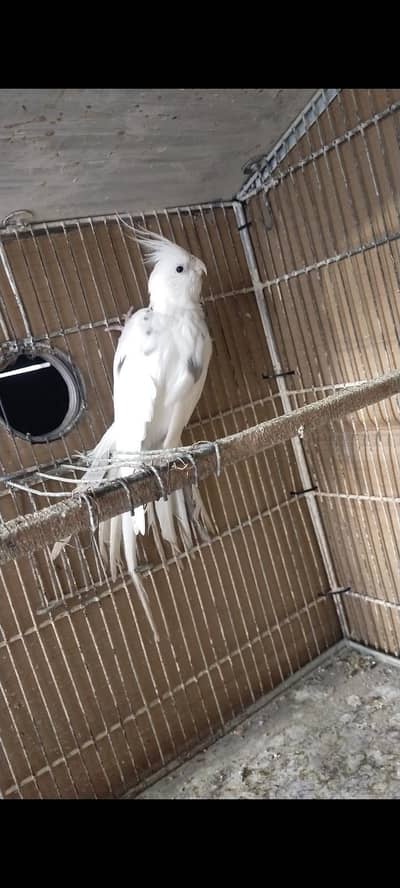 Spotted Fertile Male