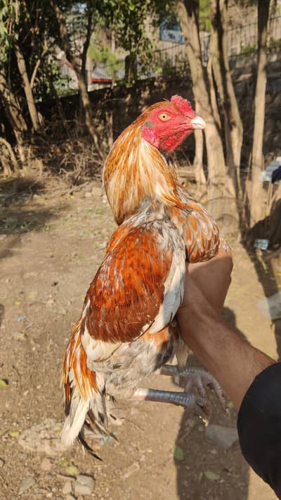 miawali aseel home breed