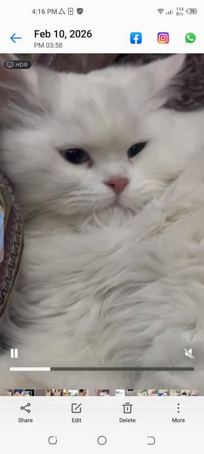 Persian Doll Face Cat for Sale – Well Groomed & Active