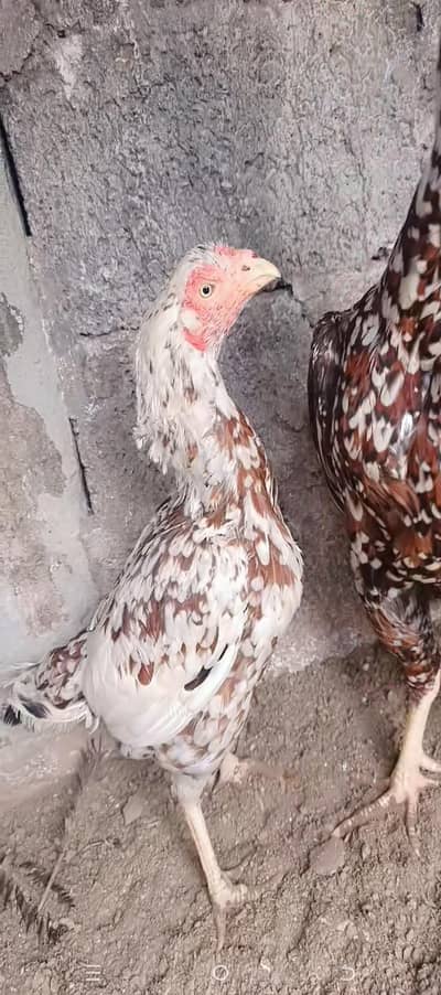 highted high breed aseel Ma Sha Allah