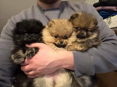 Pomeranian good breed pets avail. WhatsAp=O310-3699468