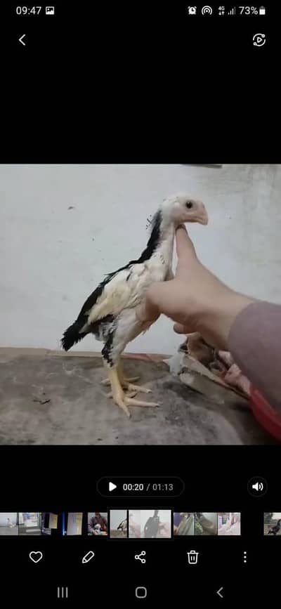 indian parrot 03195324976