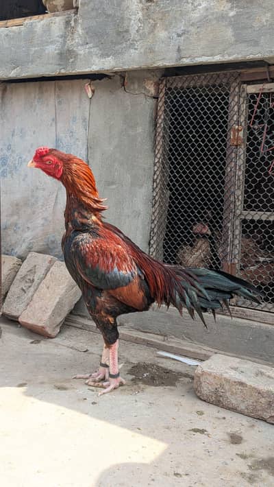 aseel murga for sale