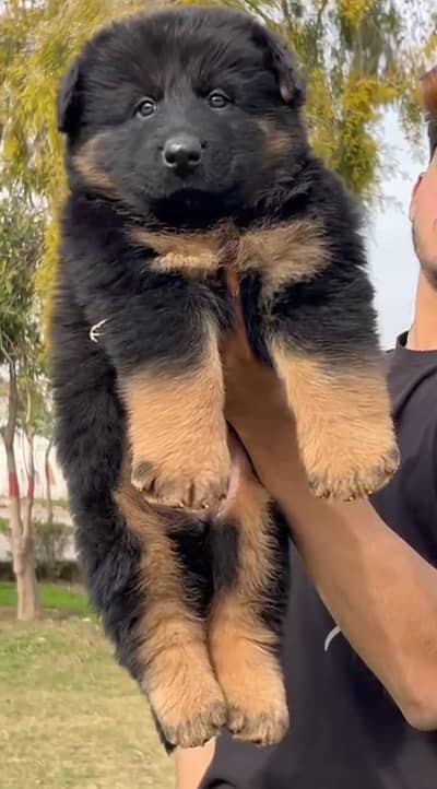 long coat german Shepherd | black n tan german Shepherd puppy | gsd