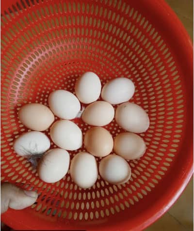 Dasi eggs