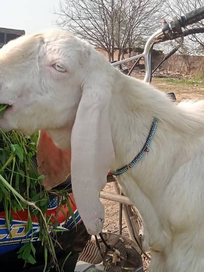 do rajan pur kay bakray hain