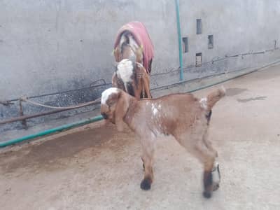 makhi cheni taza suie bkri