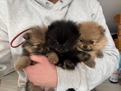Pomeranian small puppies price in Pakistan