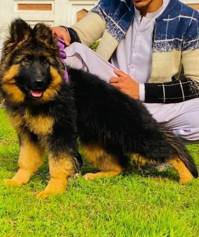 German Shepherd 03262839519
