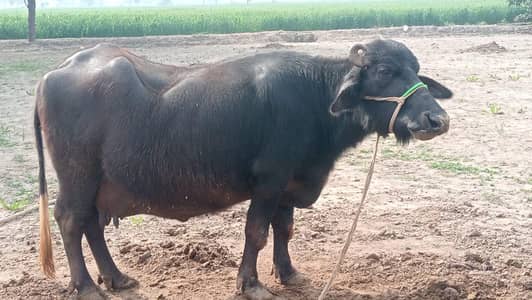 neli Ravi بھینس for sale