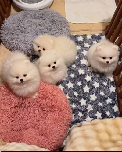Pomeranian small puppies price in Pakistan