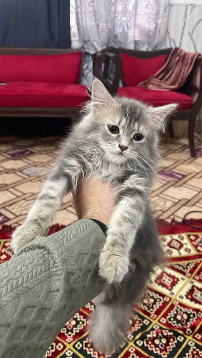 Persian cat