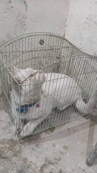 single coat mein ha cat,pindee ya Islamabad ka rehna waley rabta karen