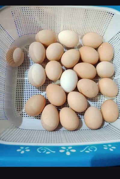 دیسی انڈے دستیاب ہیں