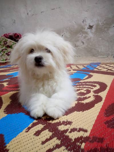 Pomeranian small puppies price in Pakistan
