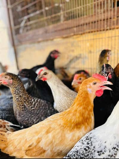 pathi murgia for sale wazan 800 sy 900 gram