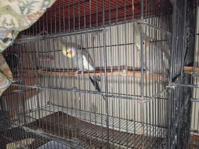 one year old cockatiel set for sale