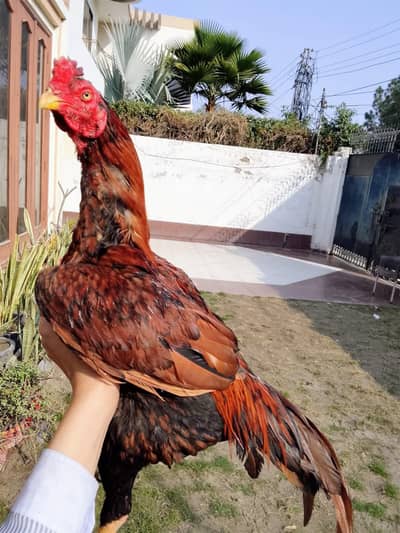 high quality peela zehreela aseel patha