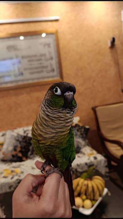 green cheek conure