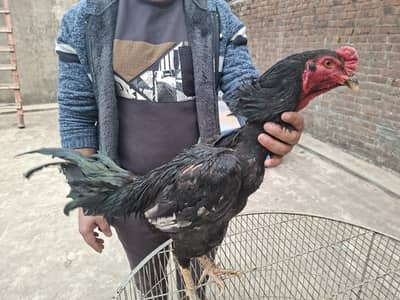 Panas Pakoya Super Locker